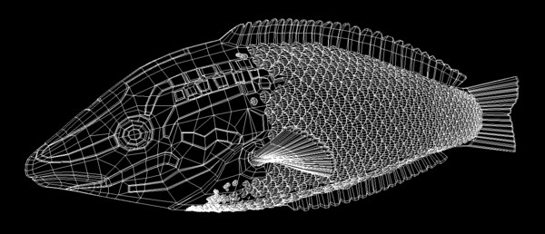 checkerboard wrasse tropical fish ma - Checkerboard Wrasse Fish by fishzombie